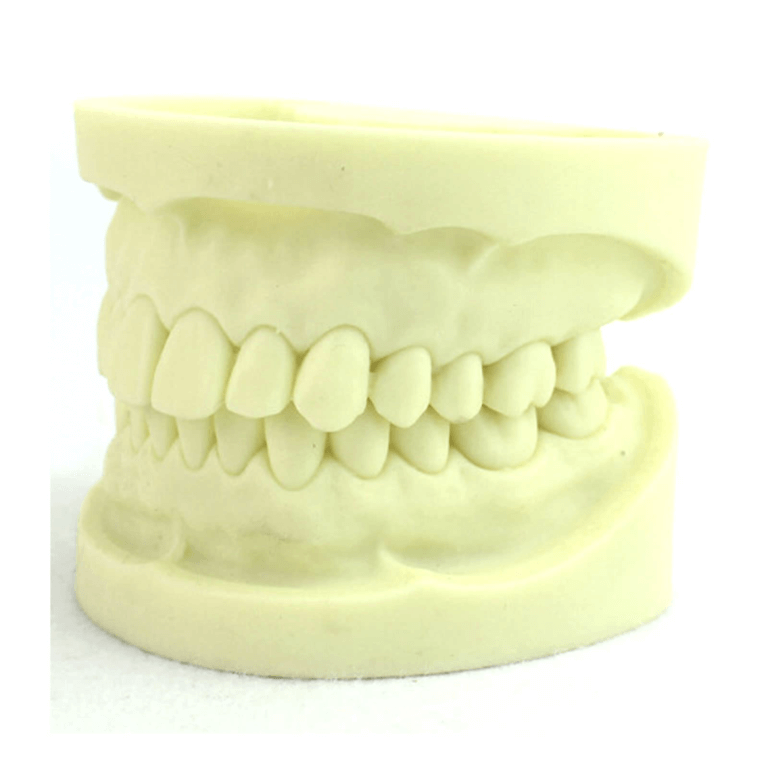 ⑤口の中の模型